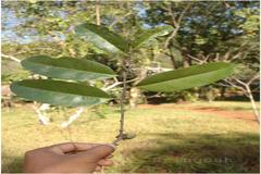 Diospyros candolleana